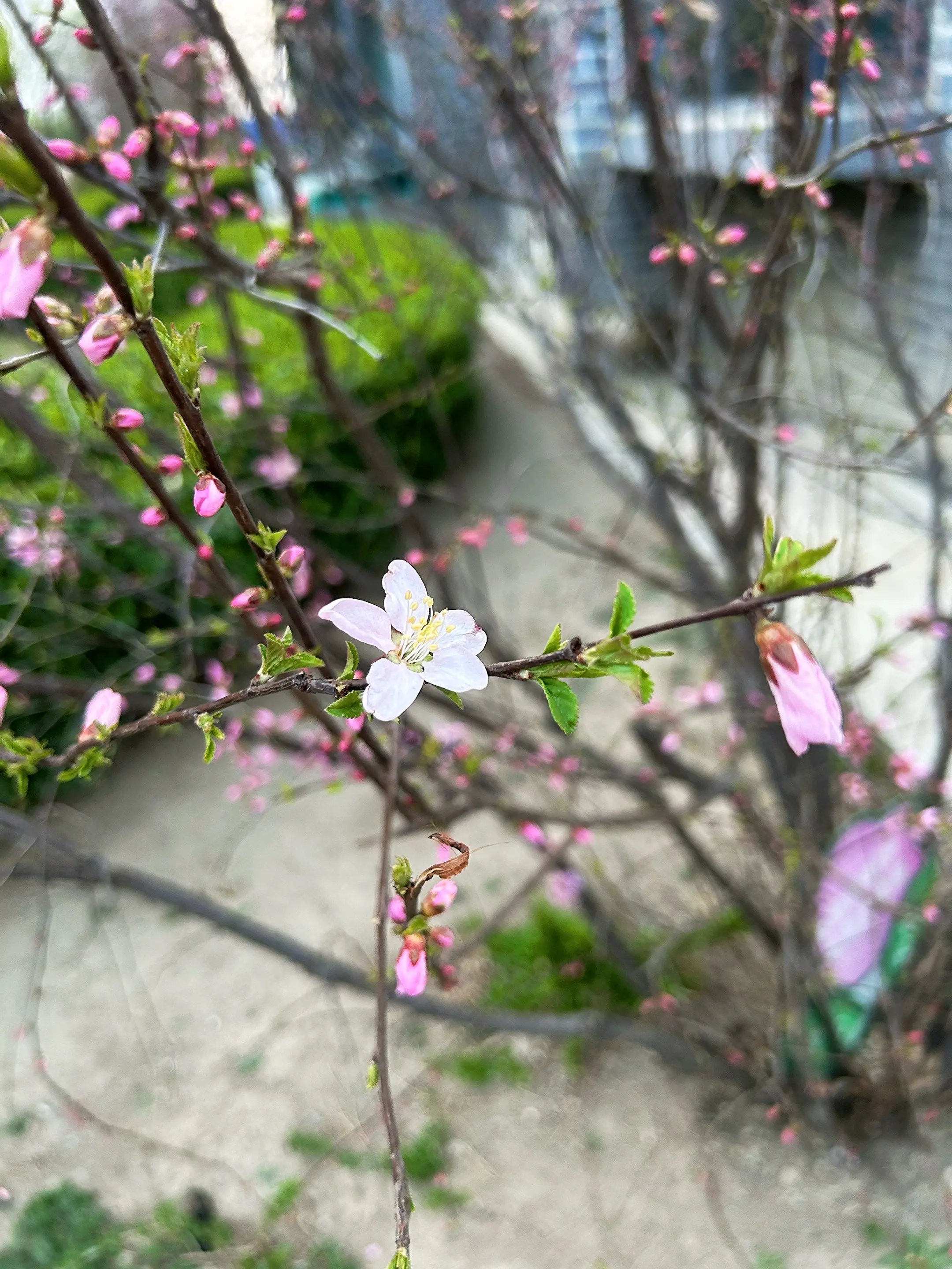 春🍃～玉兰～上天入地的喵星人🐱。