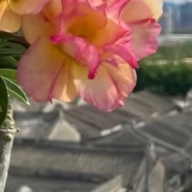 沙漠玫瑰1. 栽培方式：园土+粗沙+火山石，疏松透气沙质土；肉质块根，浅盆养护，