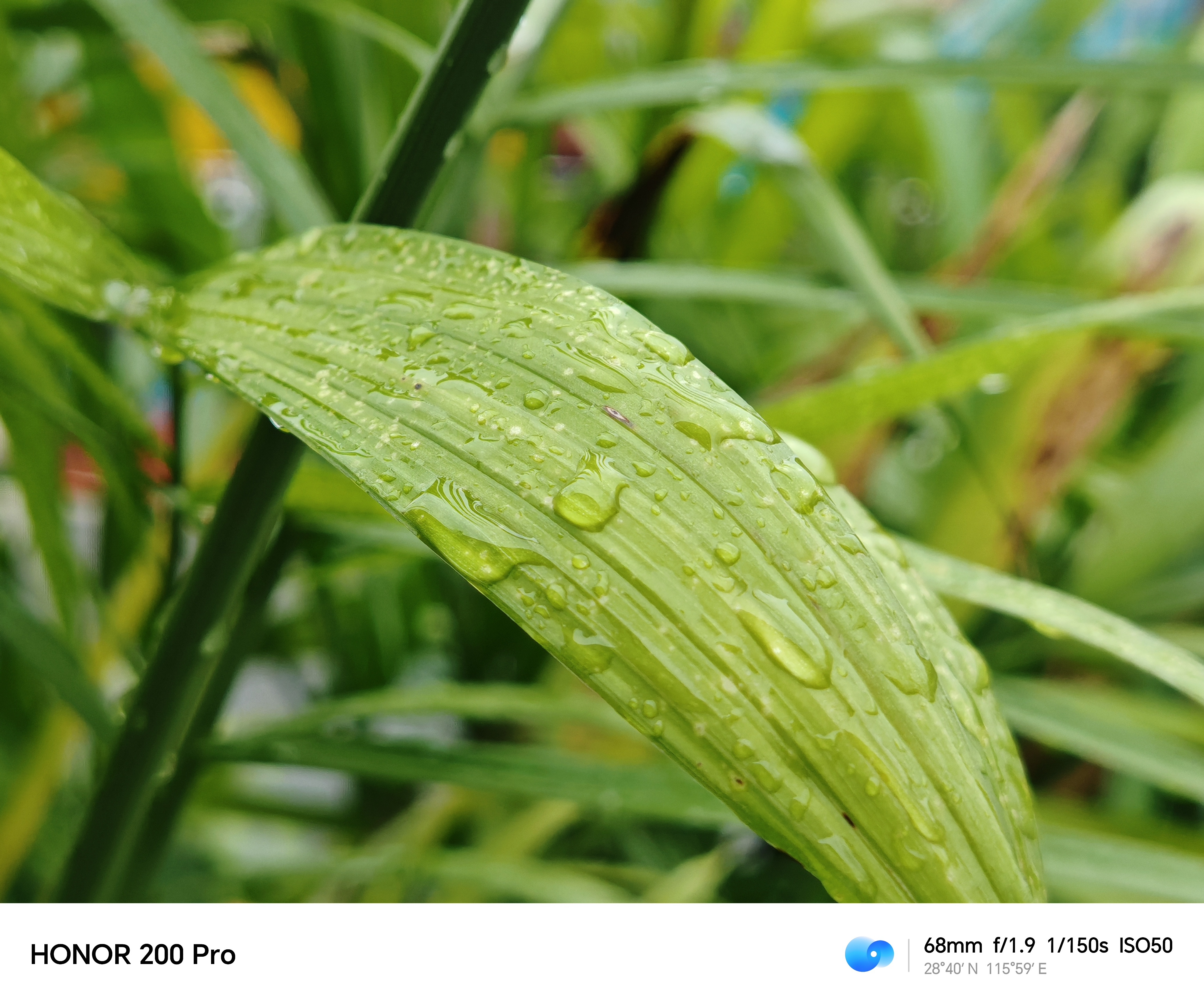 总算停雨了，可以带着新机出去溜达了[兔子]#荣耀200# ​​​