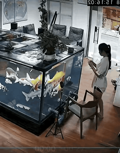 玩手机上瘾的后果，只能去鱼缸里当美人鱼了[微笑]