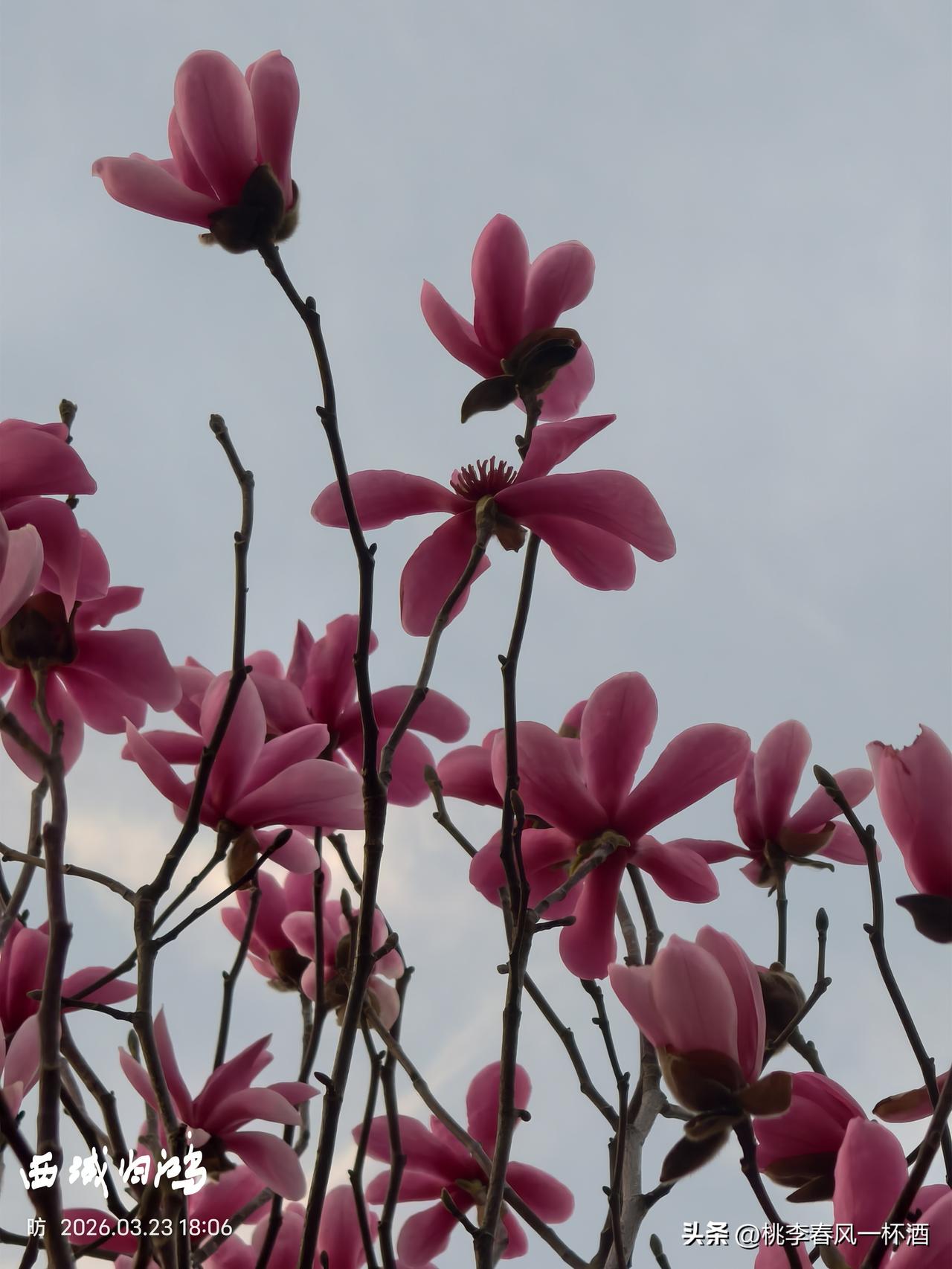 有没有漂亮的花朵图片吗春的景象就是花开的样子。