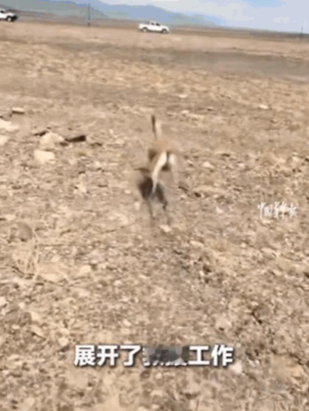 新疆哈密，五只鹅喉羚跨越湍急水渠时，一只怀孕母羊不慎落水被冲走。退伍军人李先生开