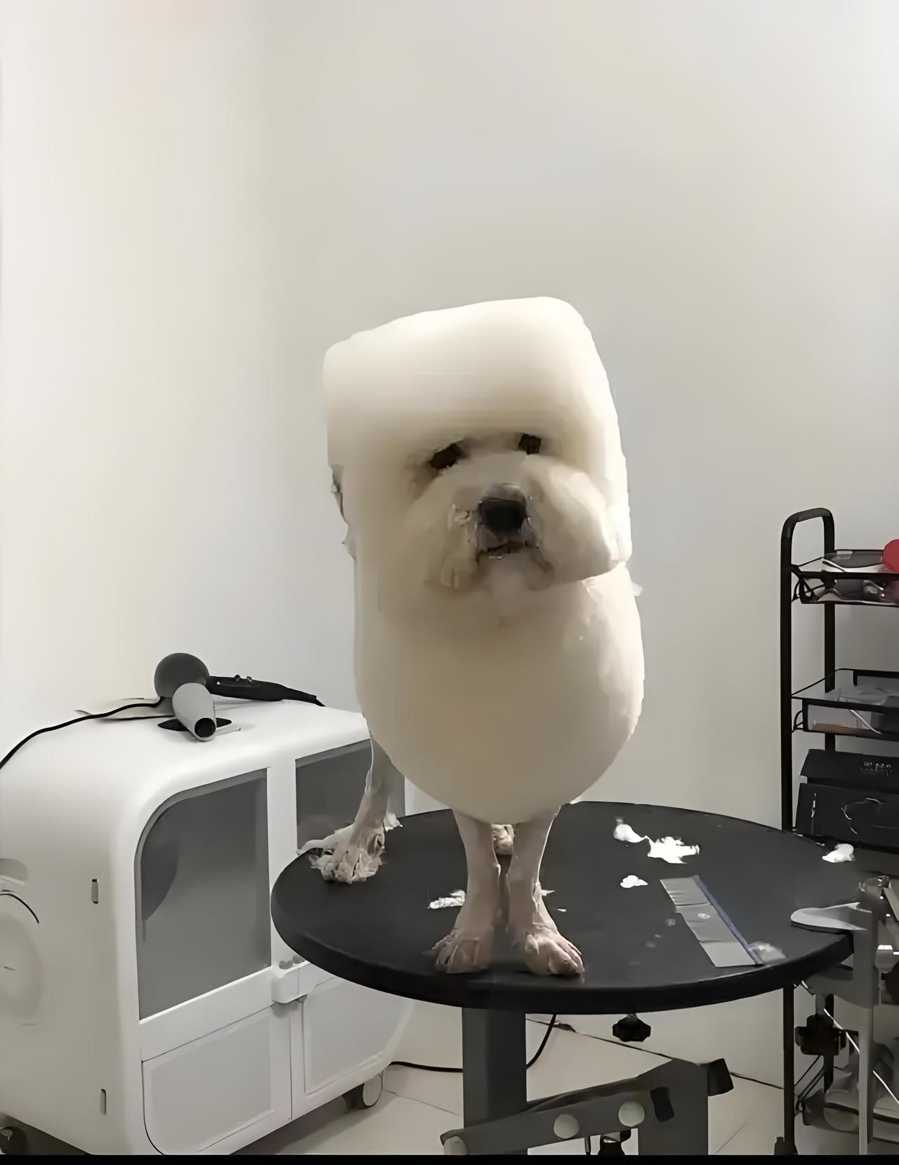 现在都开始流行欺负狗了吗？狗狗这个造型在狗届的审美里算好看不，还能娶到媳妇吗？万