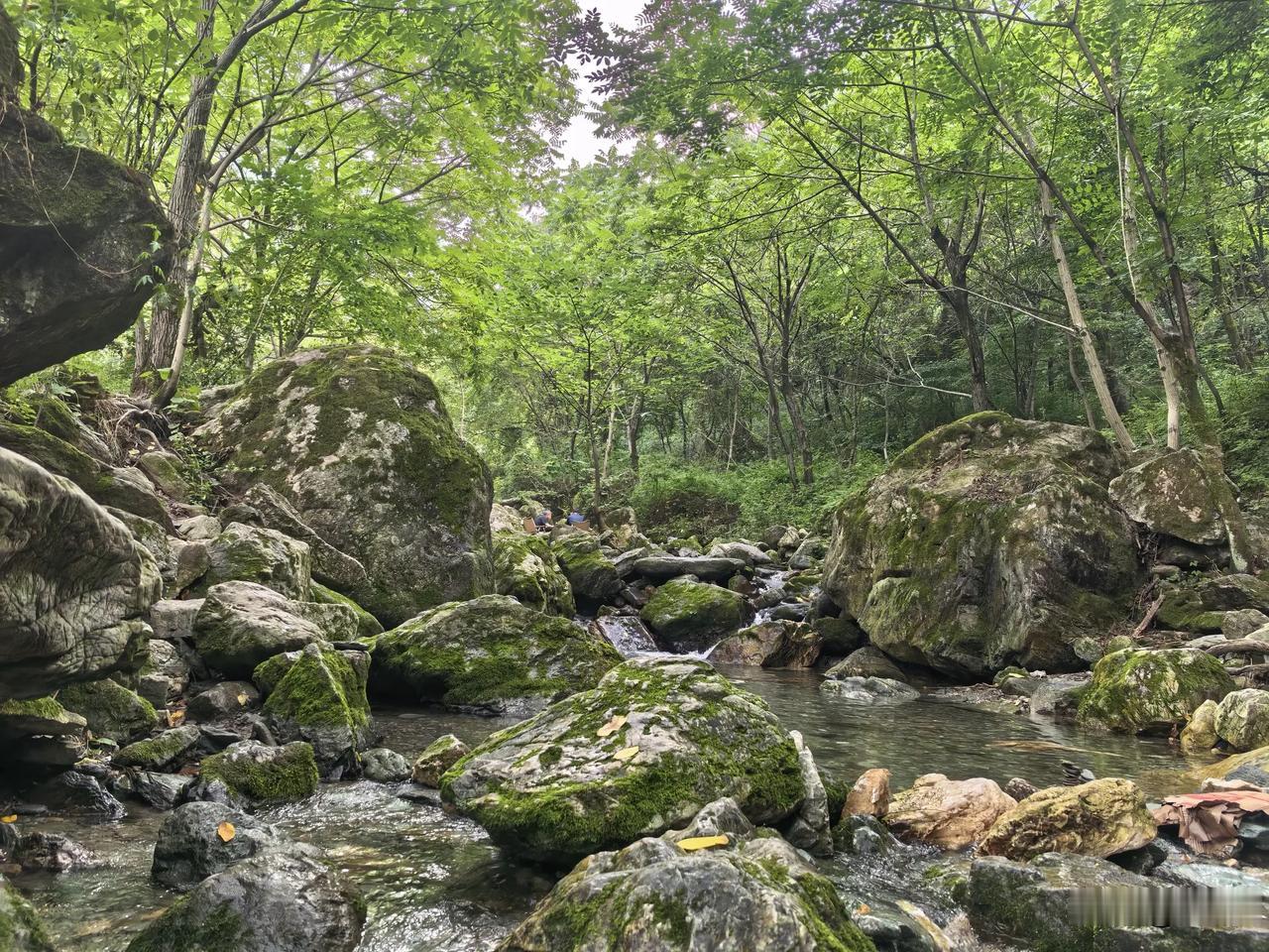 【七绝·草木葱茏】
草木葱茏暑气藏，
松风洞涌赶山凉。
天蒸地烤无聊赖，
暂借闲