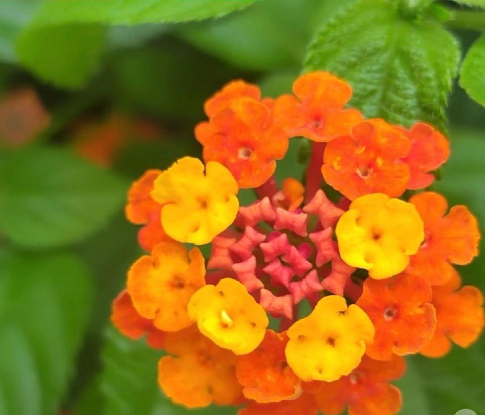 晒图笔记大赛这簇马缨丹开得热烈奔放，橙红与明黄的小花簇拥成球状，像一团燃烧的火焰