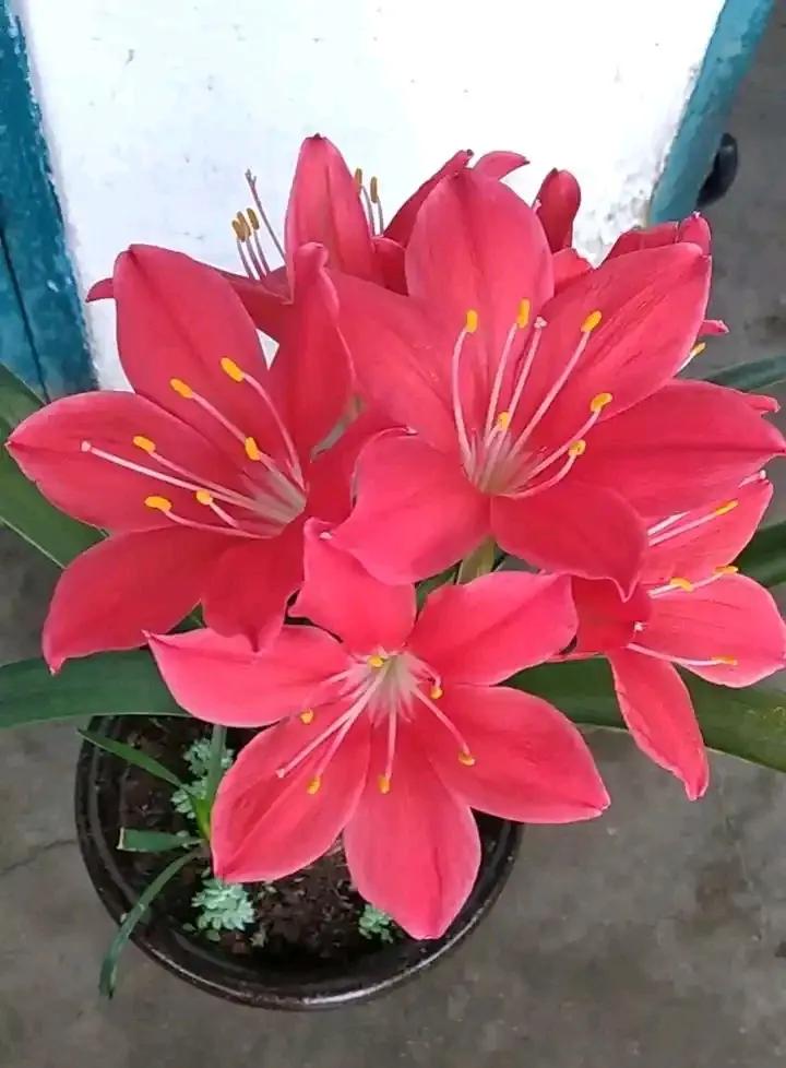 要说美好，也只有看看花了，赏心悦目，此花是紫根兰，老家称这为对红，开花红色，非常