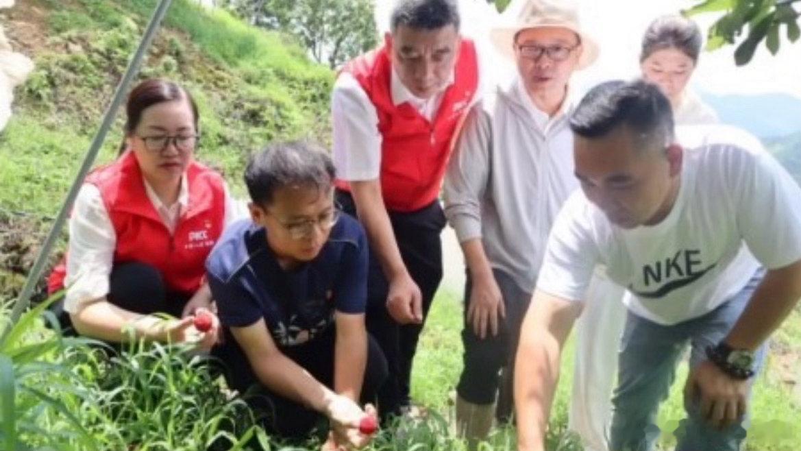 台州黄岩多部门联动全力助农复产减损黄岩农气保联动防灾绿色通道高效运转，缩短定损理