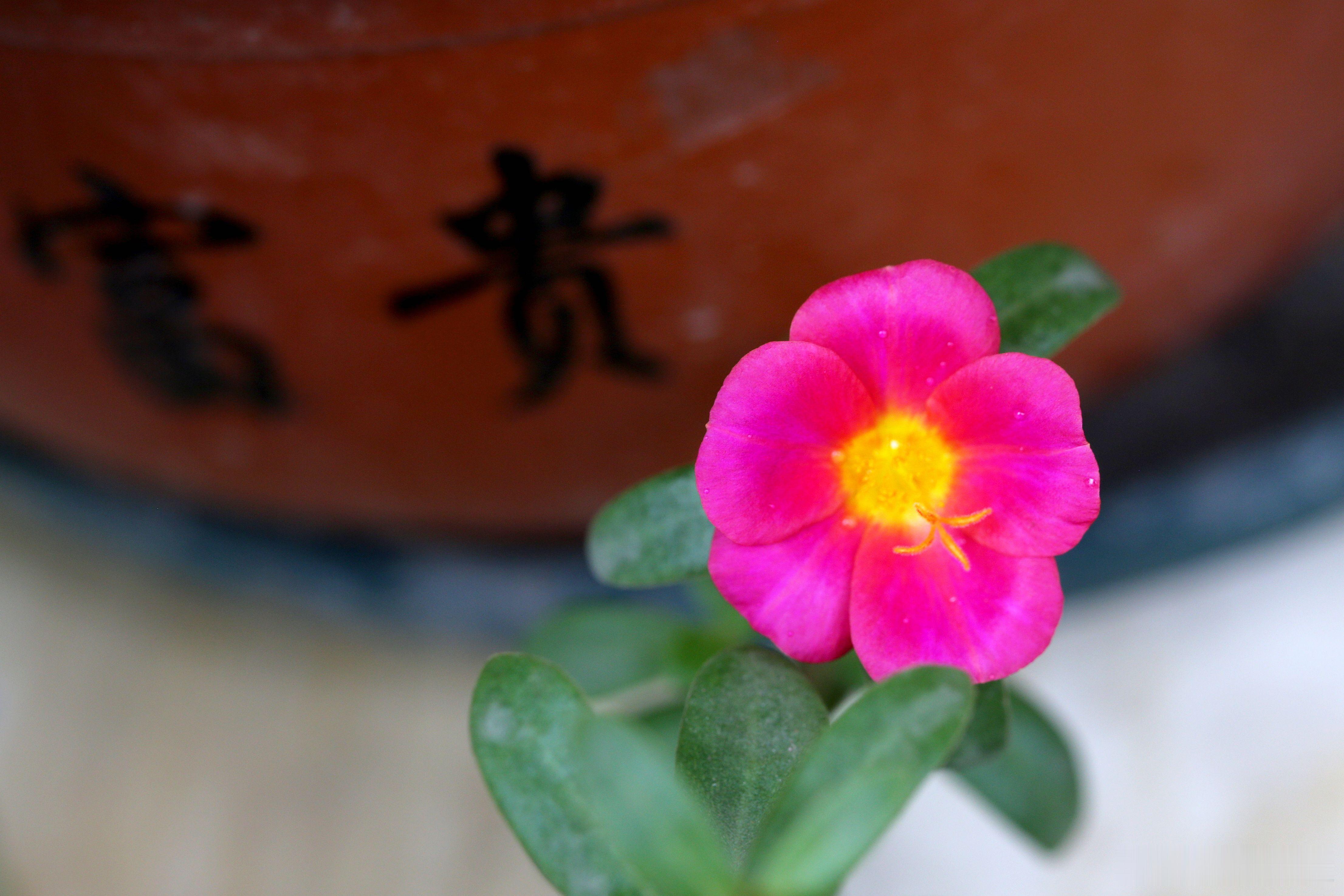 百花图谱 【“环翅马齿苋”】 