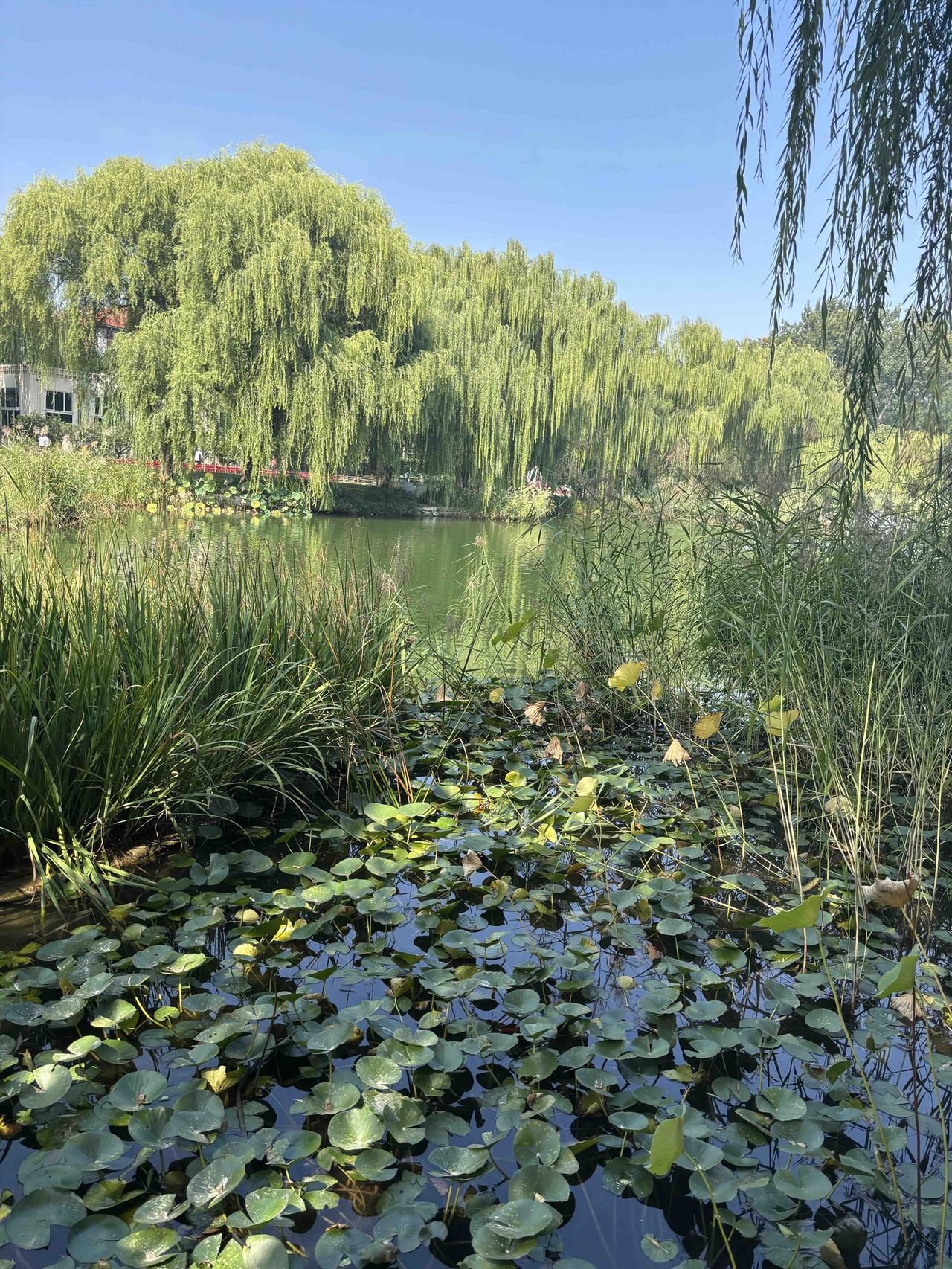 临江仙•契缘
 
文/青云
晨露沾衣天泛白，鸟鸣浅缀帘卷，
眉间心事若惊鸿；
低