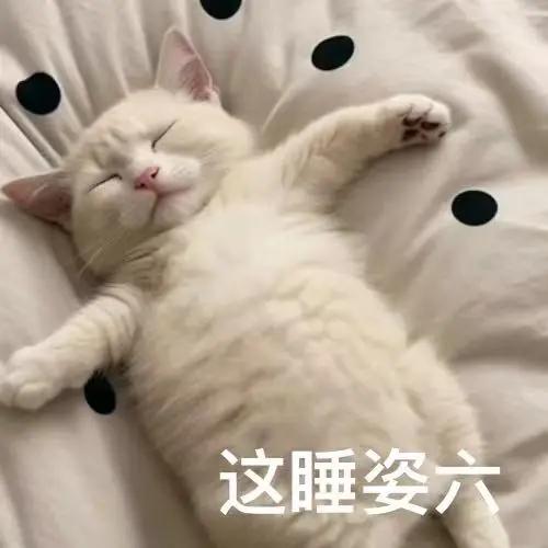 视频拍得很好，将猫孩子们各种睡姿都展示出来了，尤其睡在车底下、马路边上的有点危险