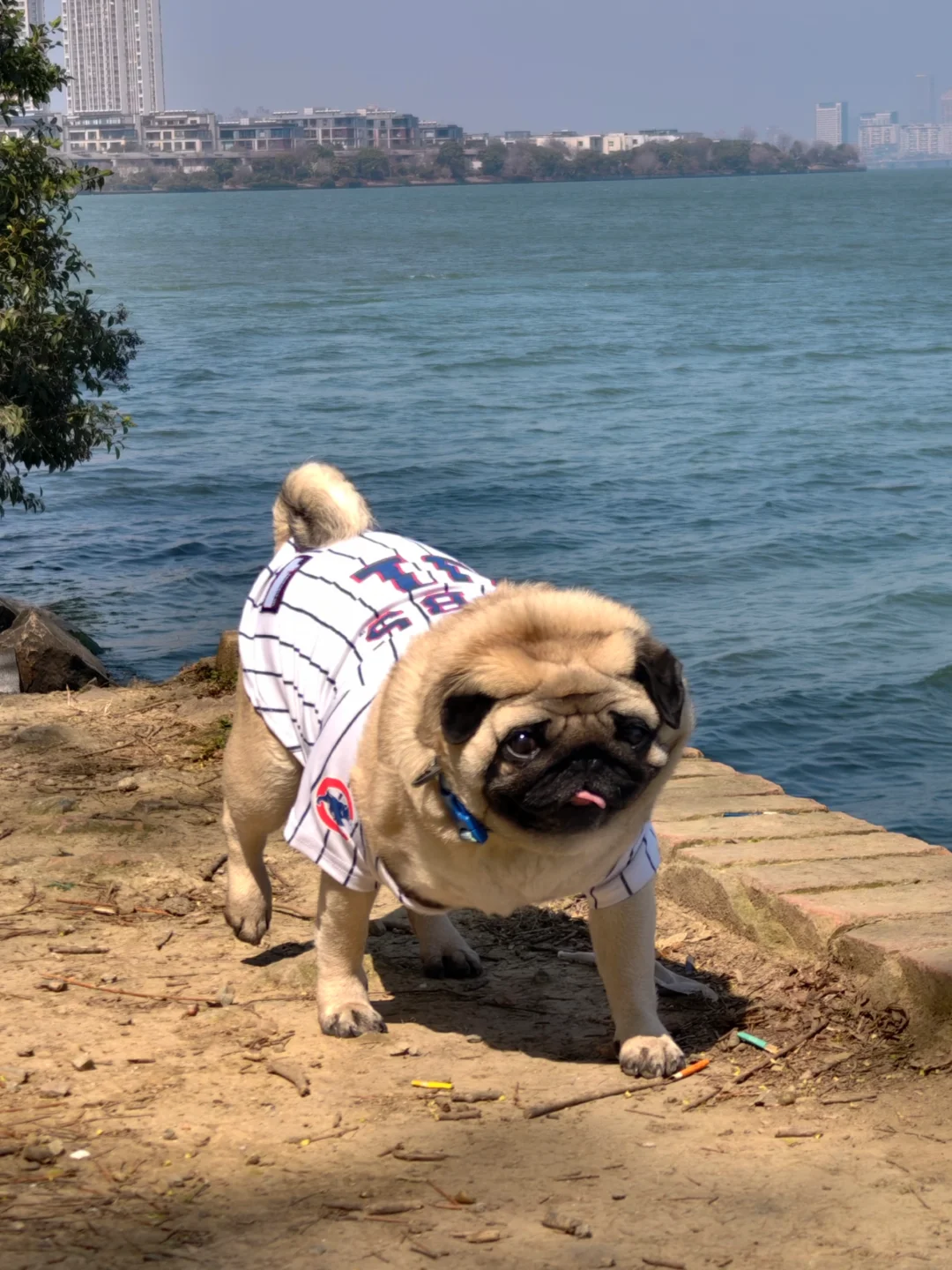 是不是小猪都爱晒太阳🐖