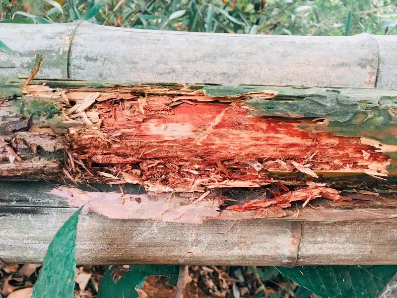 男子干农活被竹屑刺伤手感染破伤风都知道被铁器划伤要注意小心破伤风，但是被竹屑刺伤