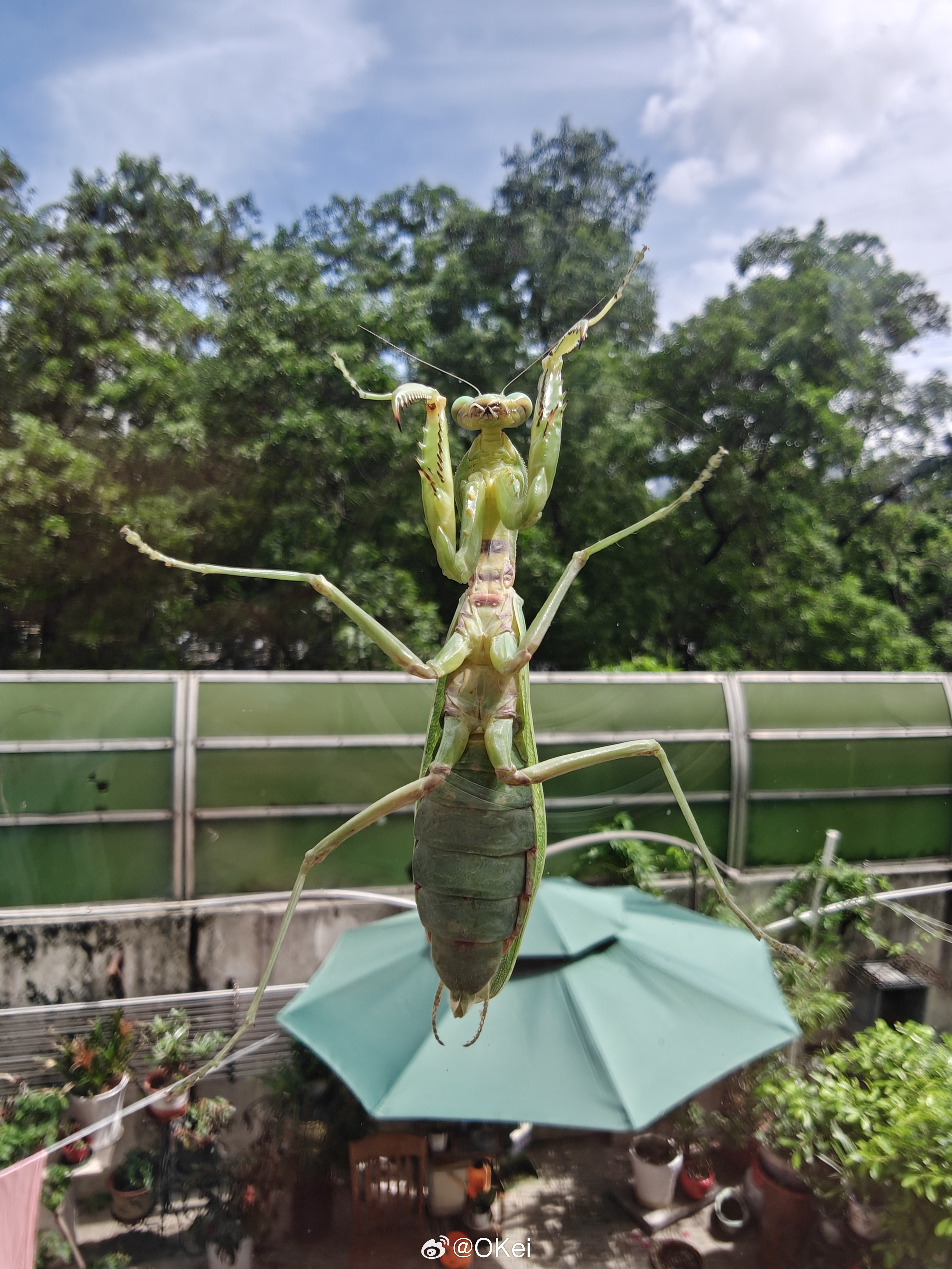 这螳螂真厉害，竟然可以在光滑的落地窗玻璃上一直爬，最后孩子说想研究一下，那就抓住