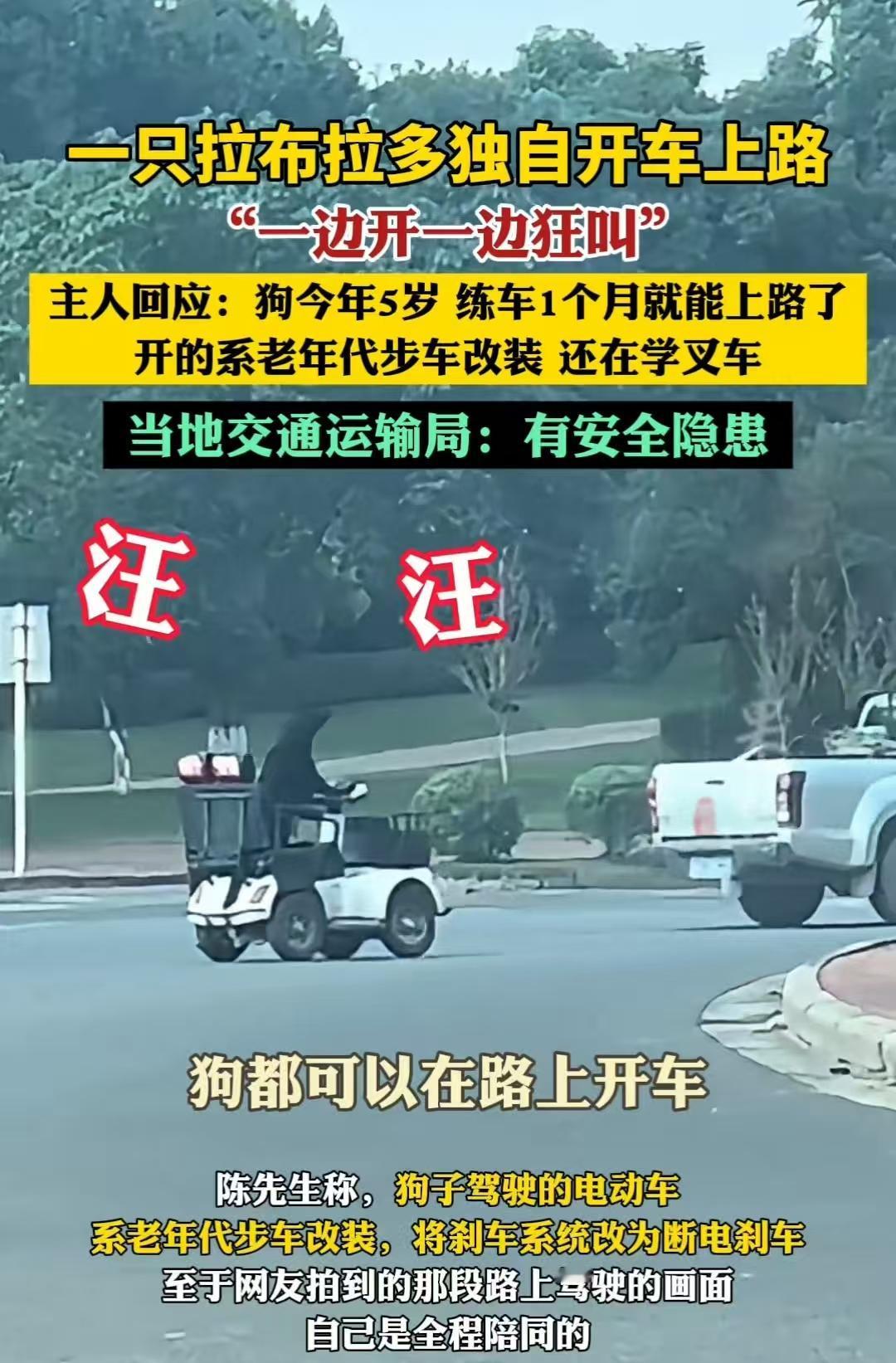 四川，一条拉布拉多自己开着老年代步车在道路上行驶。主人说，它是当地的网红，会很多