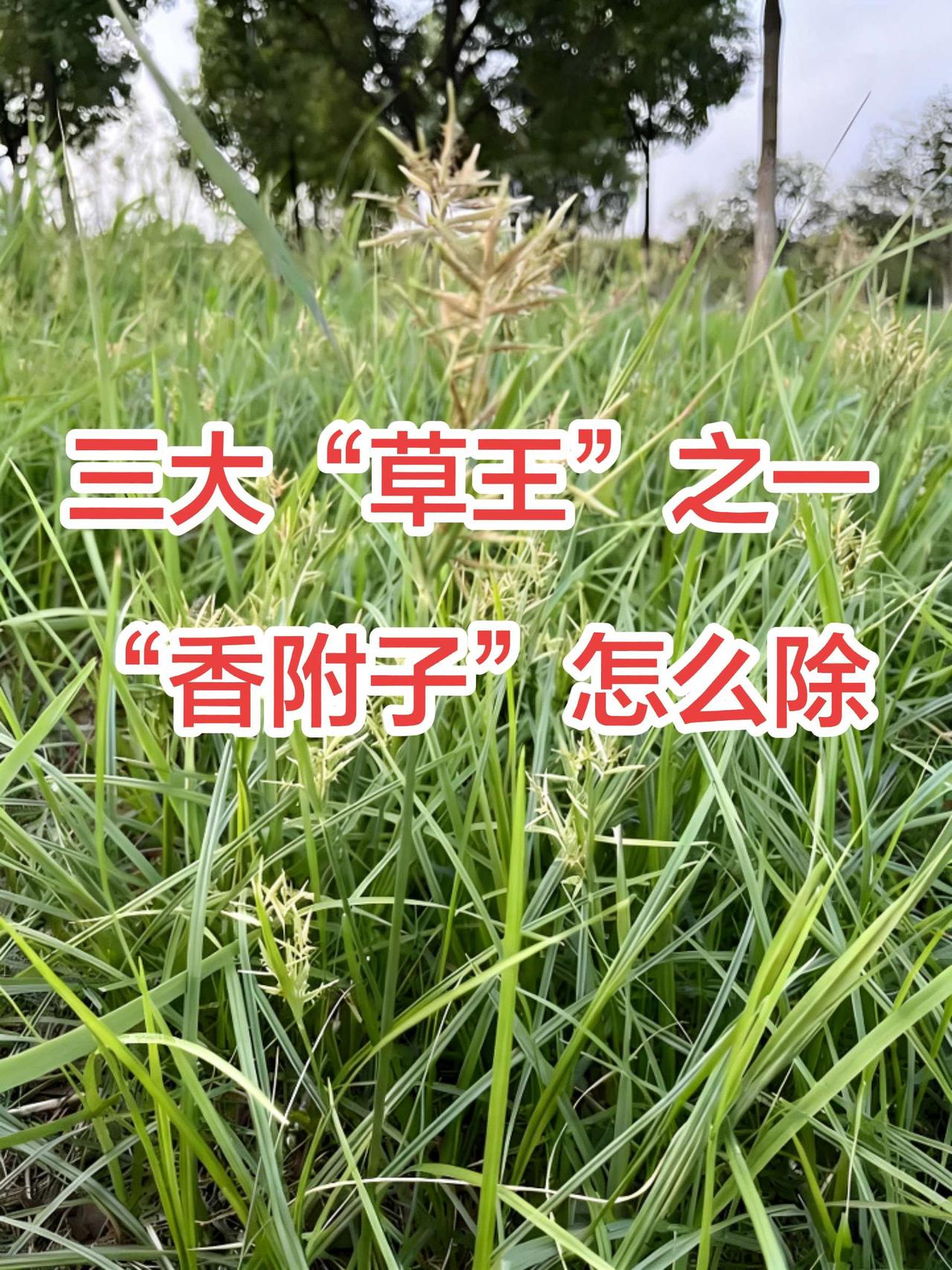 世界三大草王之一，香附子怎么除？香附子有一个地下块根，人工拔草很难连根拔除，容易