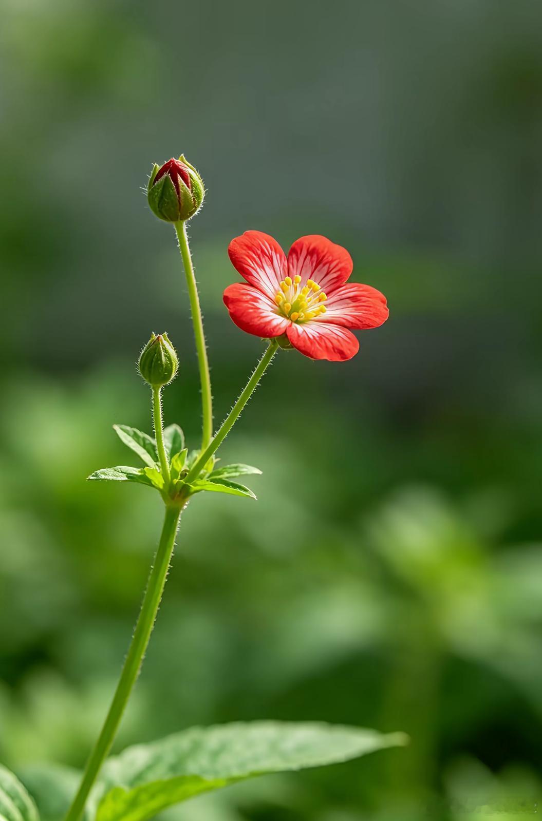 洋洋高锐”静待霞光◎凤入……花房梦中含笑◎又见……檀郎蝶舞霓裳◎紫色……鸯鸟静待