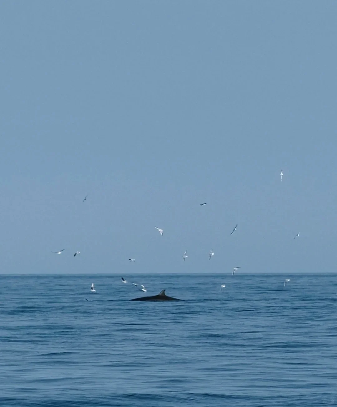 不要11月来涠洲岛看鲸鱼🐳啦丨因为鲸鱼