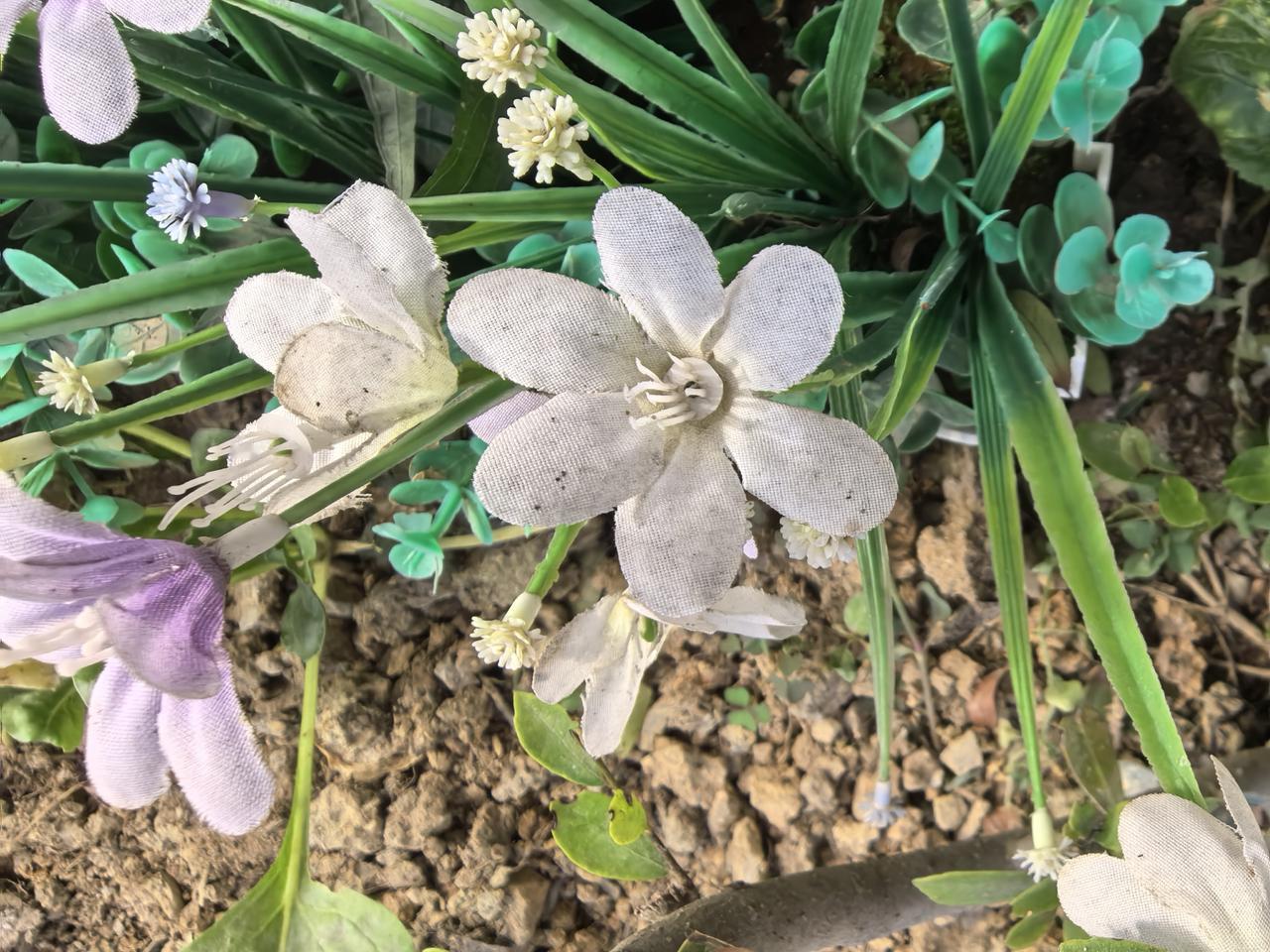 花园里盛开的小花真可爱。