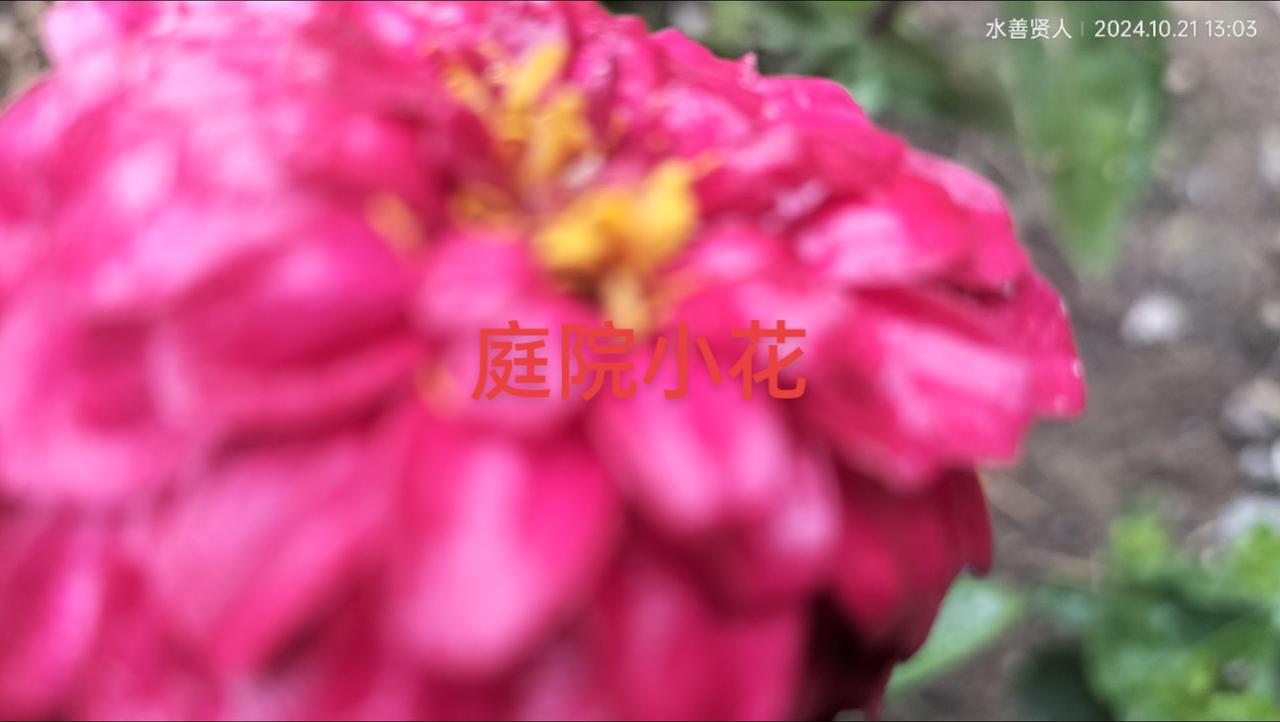 #赏花🌸听音乐🎶