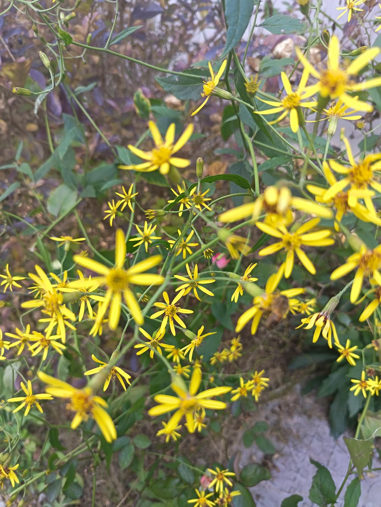 秋风里，一丛千里光正开得热闹。细碎的黄花星子似的缀在纤长的枝条上，六瓣舌状花向外