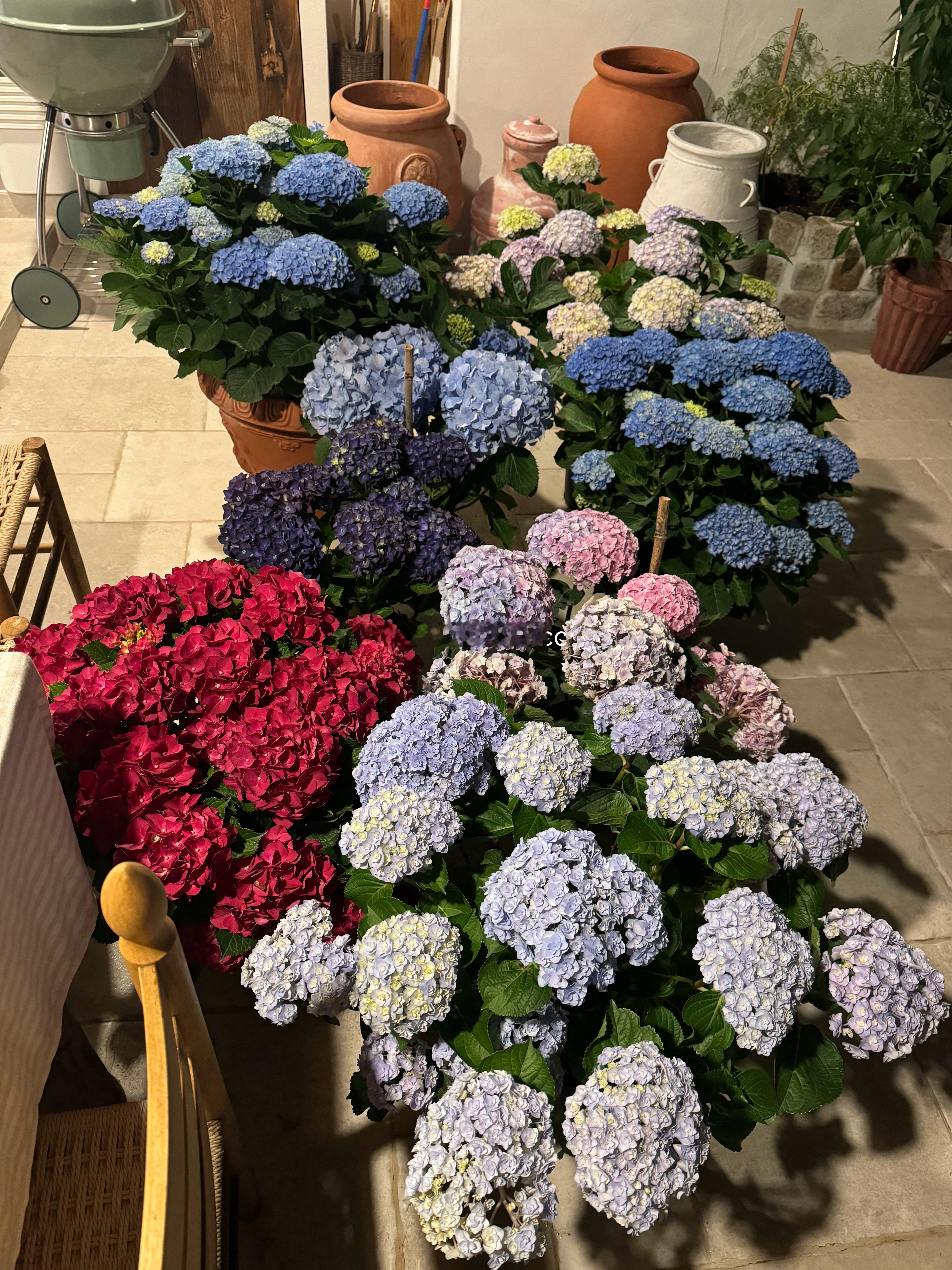 我的绣球大军 
