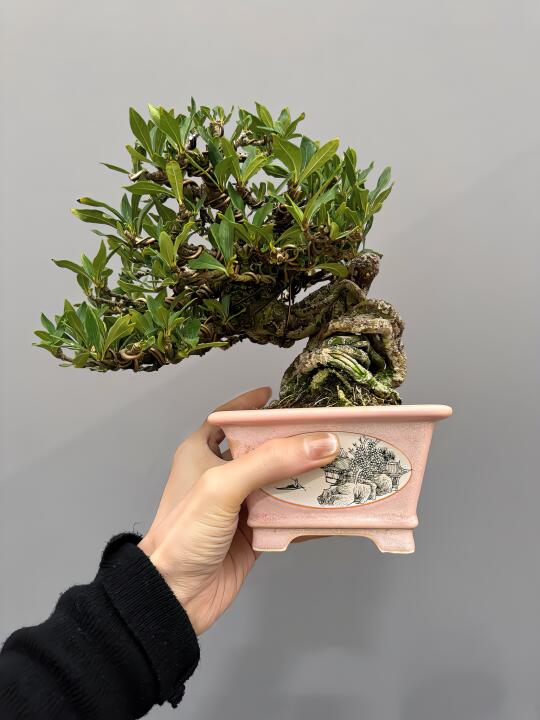 栀子