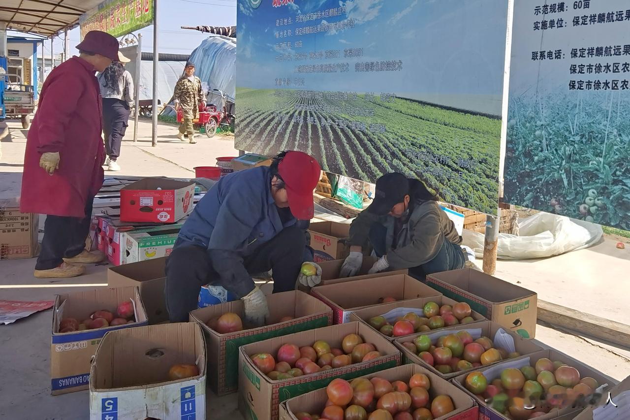 时间过得真快！今天是2026年的第100天，细雨入夜，春风入怀，大地铺开锦绣画卷