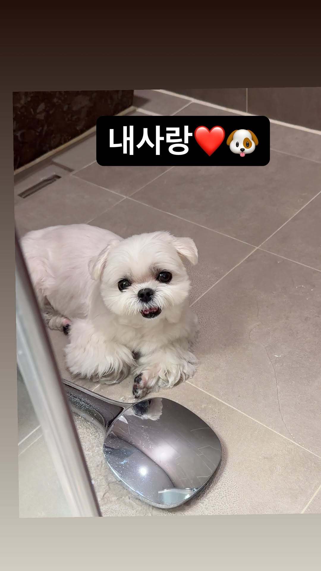 “CB百蓝_。260323利特 ins story更新两则：2️⃣我的爱❤️🐶