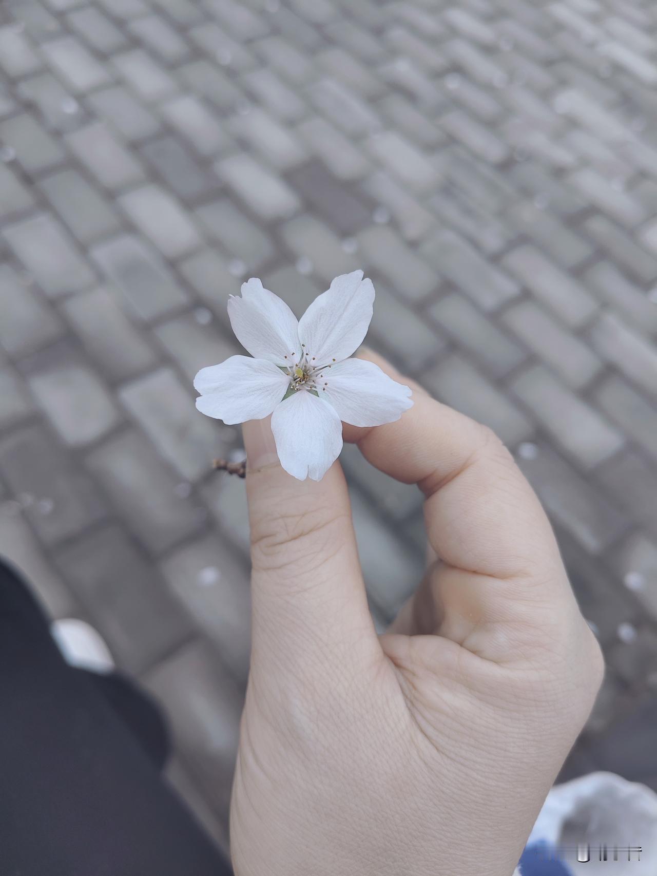 我儿子学习生涯中遇到过很多老师。

小学老师是他最不喜欢的，一提起小学老师他就直