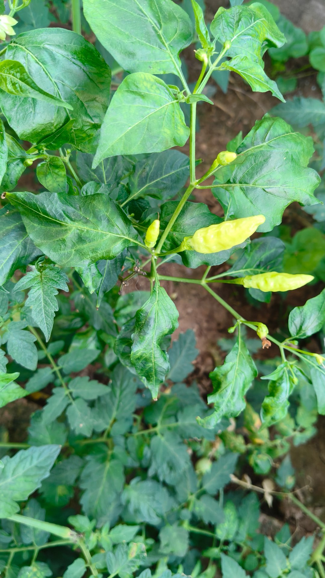 幸好没有一个人很爱我 这样孤独的时候也不会太想一个人  🍅🍑🌶️