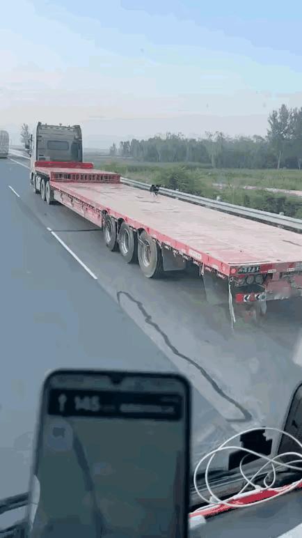 小狗怎么上去的？真担心它跳下来，保佑大货车安全到目的地小狗在下车。