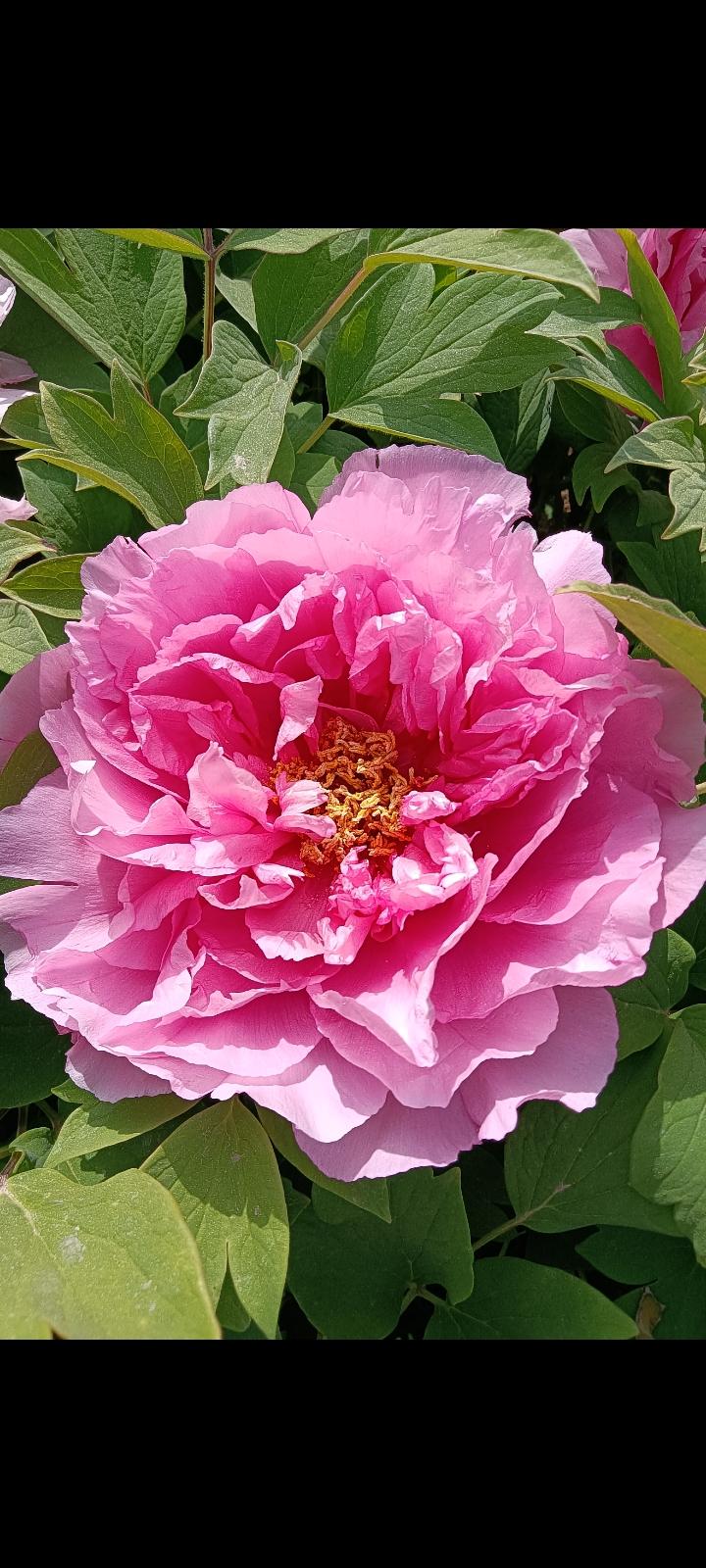 春日生活打卡季