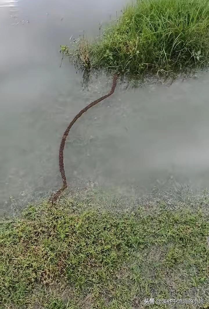福建水库现震撼一幕！
万千蚂蚁以身搭桥绝境求生
 
福建一处水库水位暴涨，水下蚁