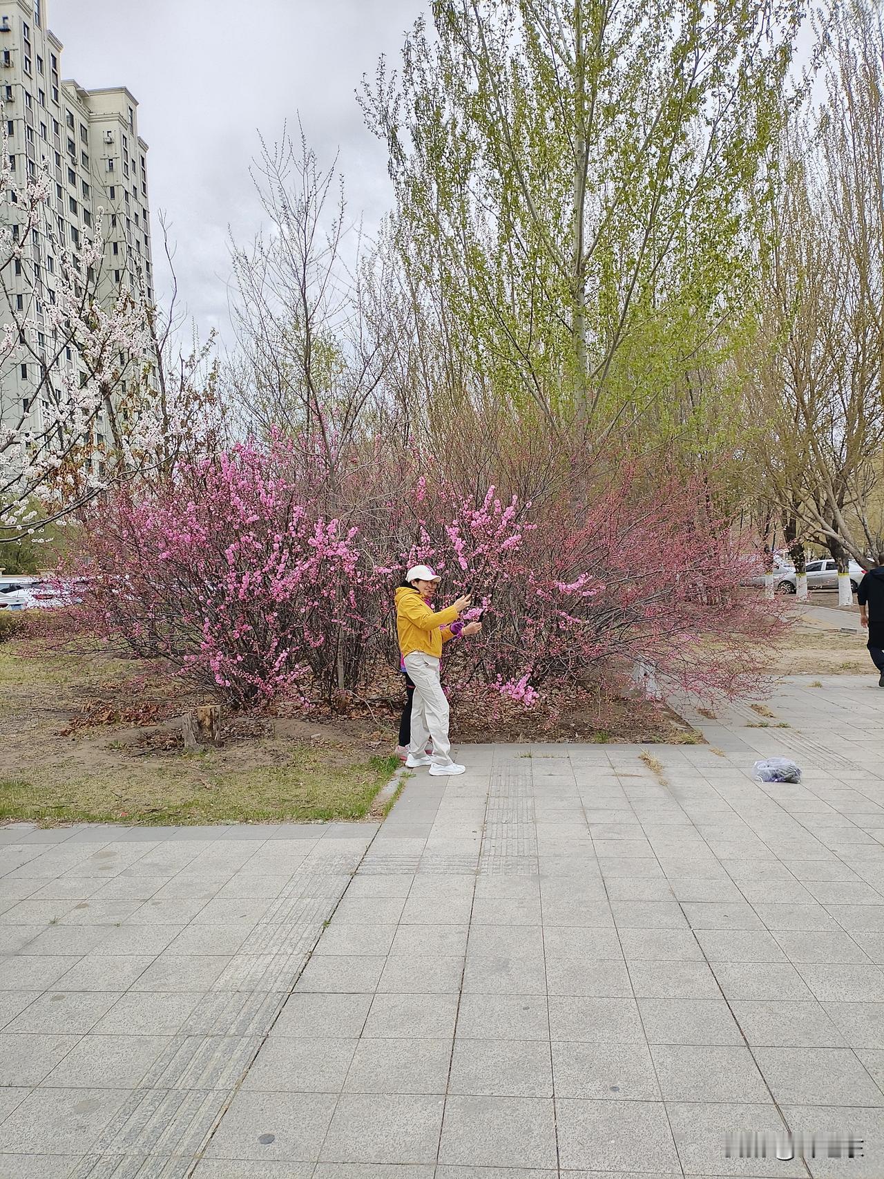 杏花红
嘲讽杏花不散香。
焉知粉朵皆艳芳。
一树光华一天地，
请续句……
（今日