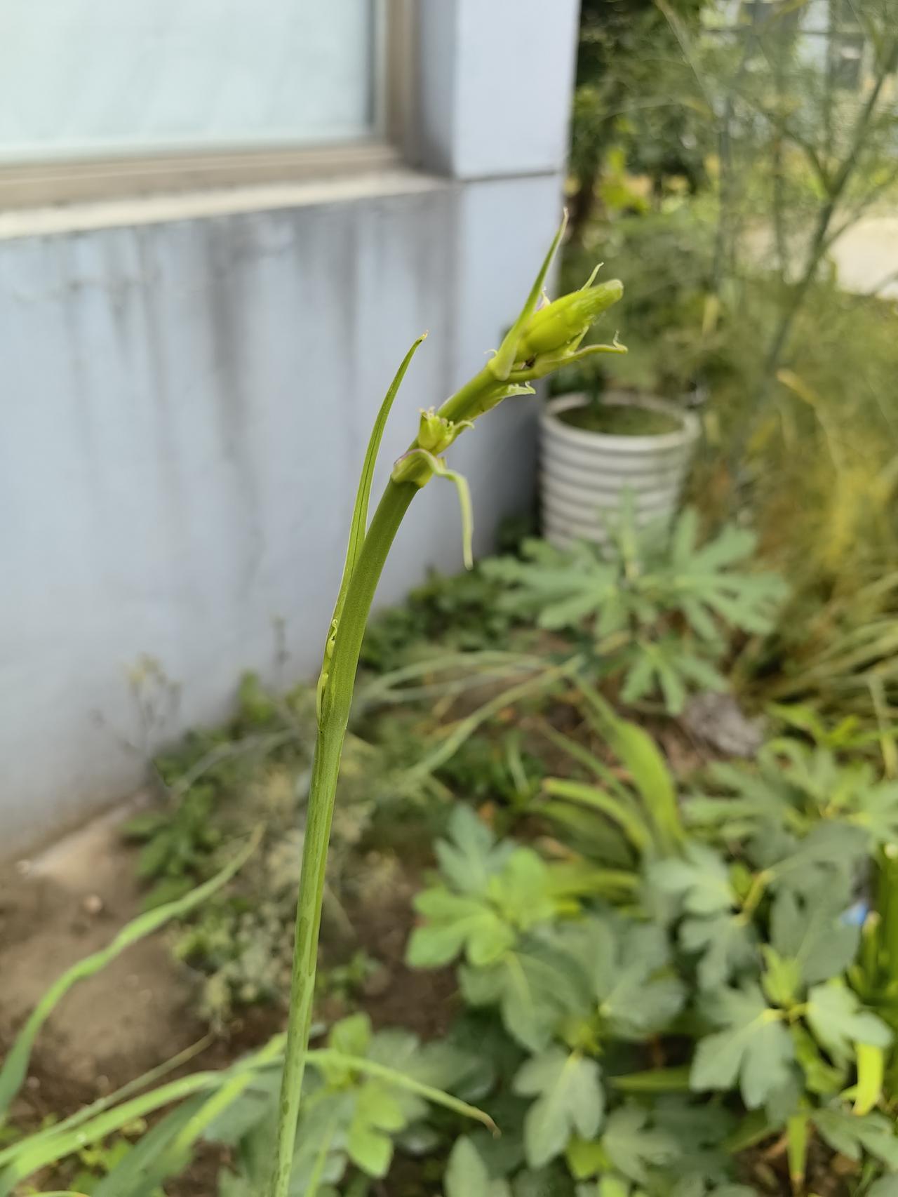 种的黄花菜快开花了
有点搞不懂，黄花菜和萱草到底有没有区别？
说是黄花菜可以食用