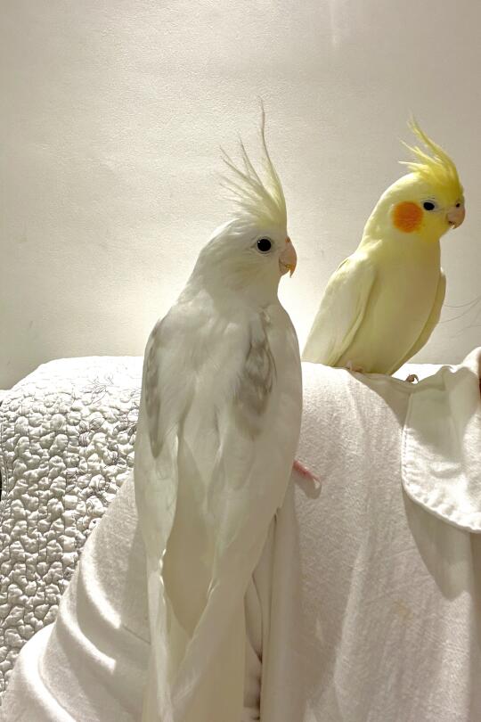 新来的笼养玄第一次站上我肩膀～