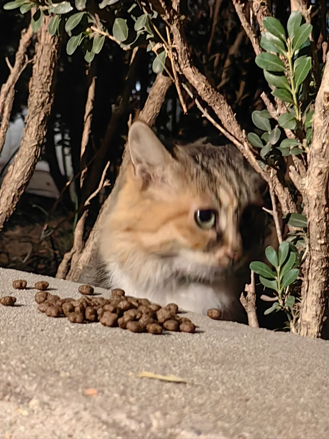 小猫偷窥