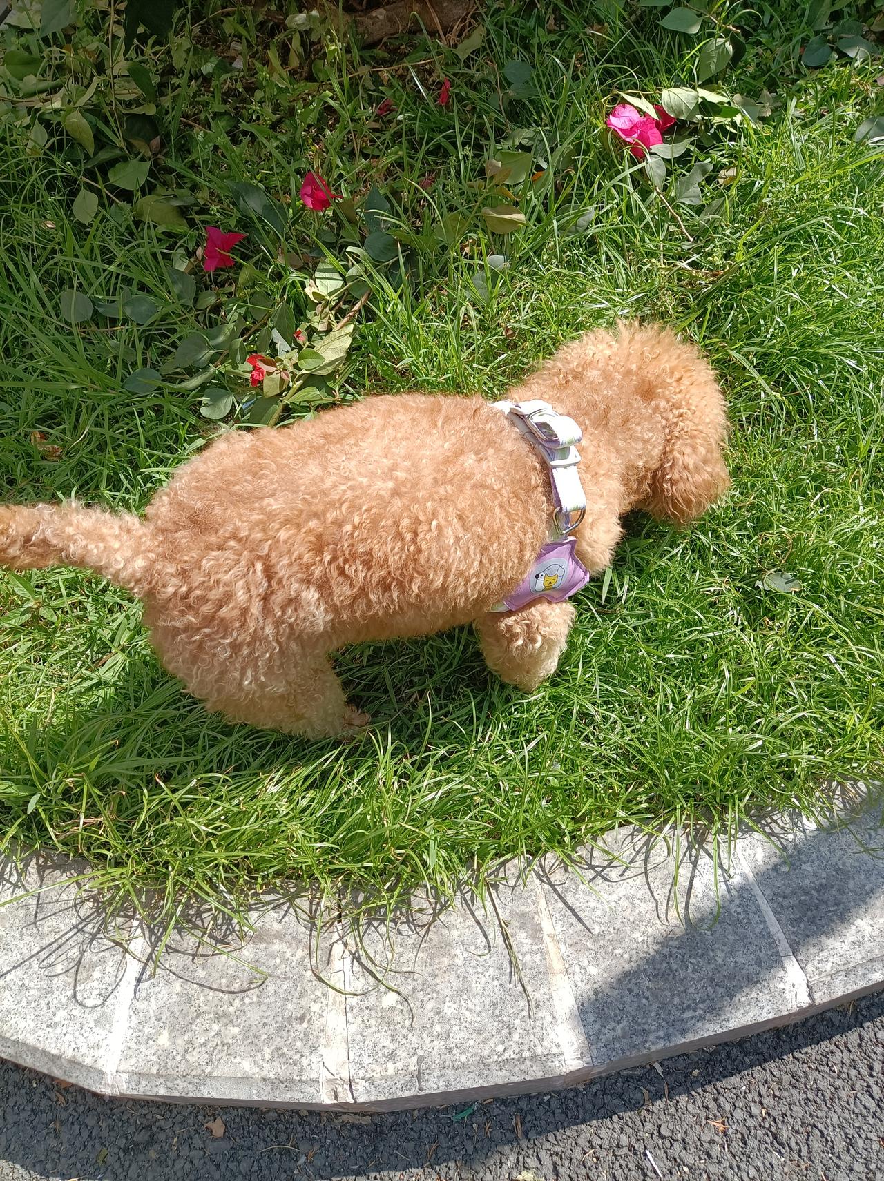 今日随手拍在小区草地上拍到的一只小狗狗，这只毛茸茸的狗狗好可爱，虽然没有拴绳子，