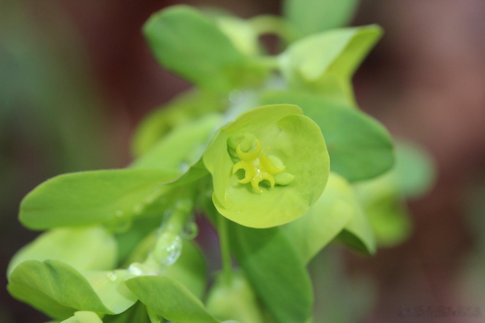 西洋历史文化鱼缸 英国前拉斐尔派画家、诗人加布里埃尔·罗塞蒂（Dante Gab