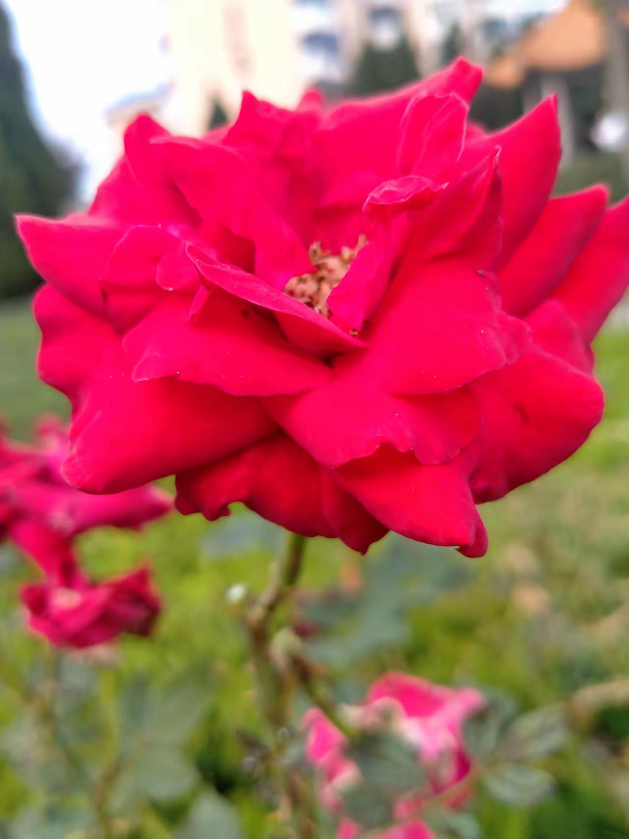 醉人的月季花