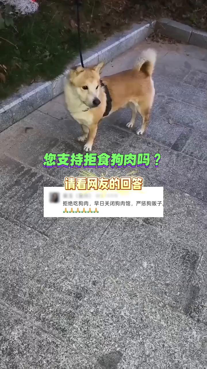 您支持拒食狗肉吗？请看网友的回答。
拒绝吃狗肉，早日关闭狗肉馆，严惩狗贩子。