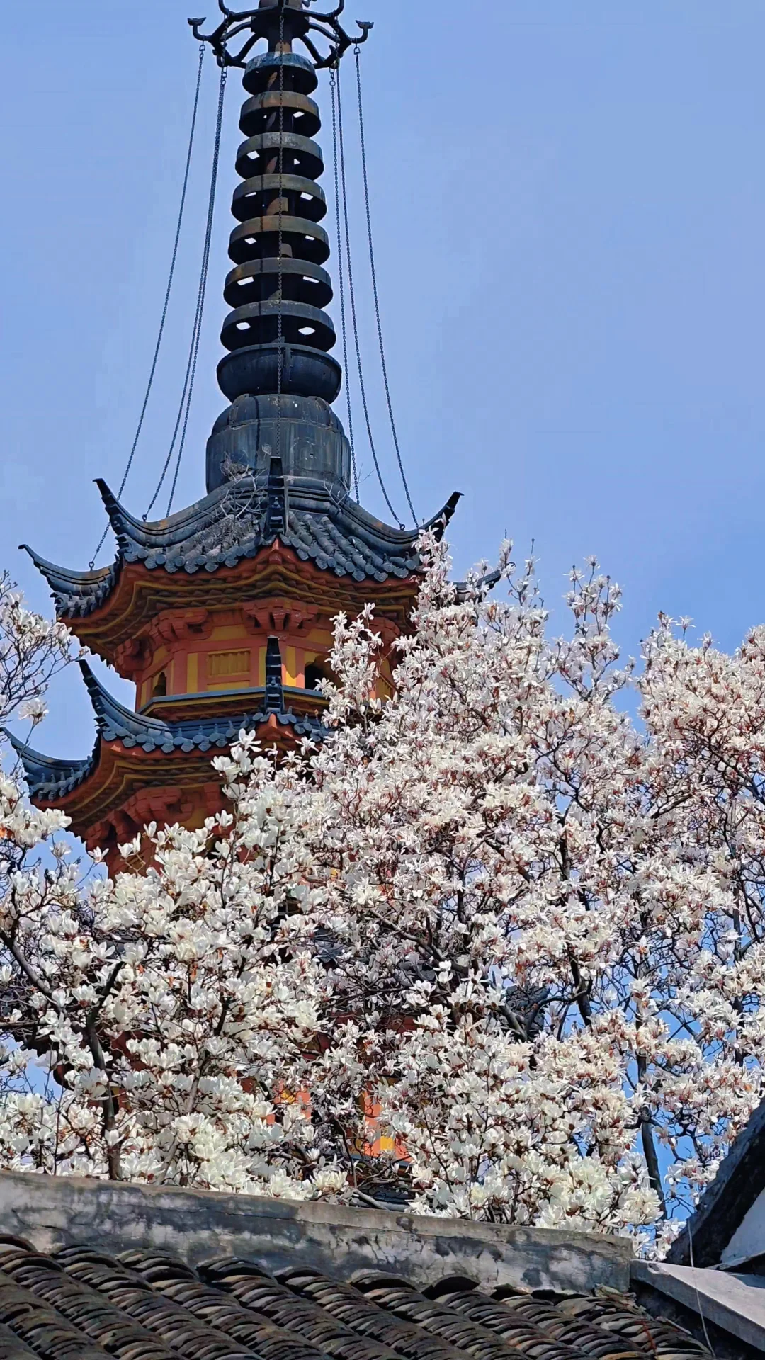 3.9live实拍🌸苏州三月的C位是双塔玉兰！