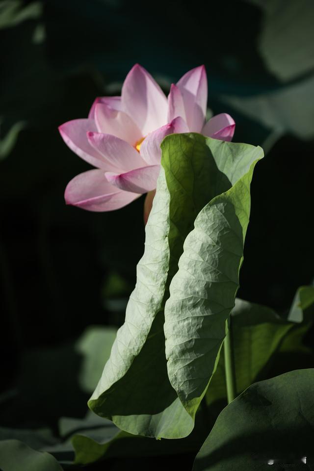 世间花叶不相伦，花入金盆叶作尘，惟有绿荷红菡萏，卷舒开合任天真。此花此叶常相映，