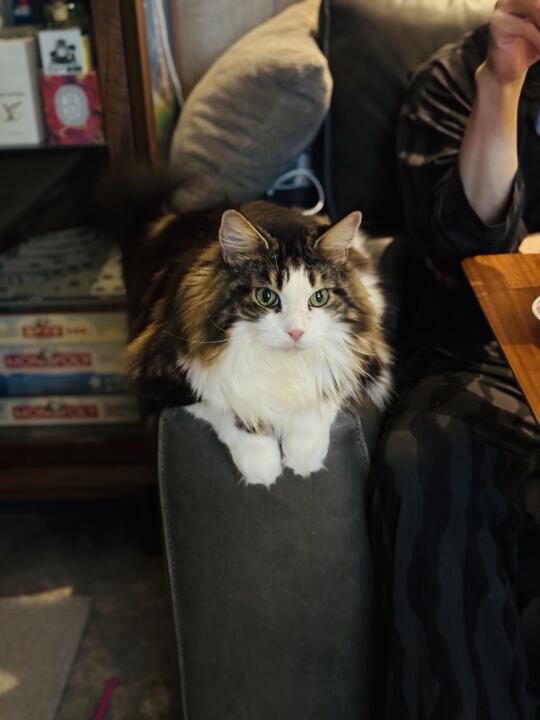 猫猫的陪伴