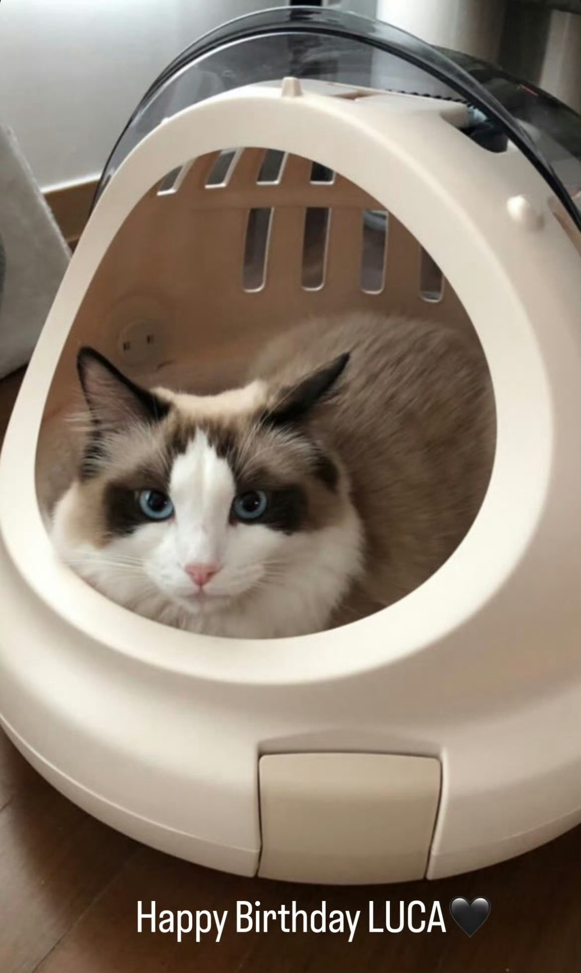 LISA 🐾LUCA0605生日快乐全宇宙最黏人撒娇小猫迎来生日🐱冻干猫条全