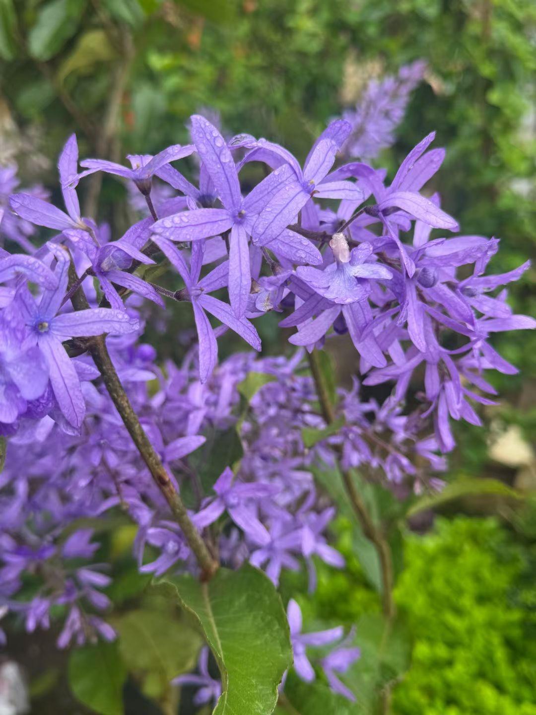 （随拍随语）
万紫千红也是夏，人间六月芳菲浓。