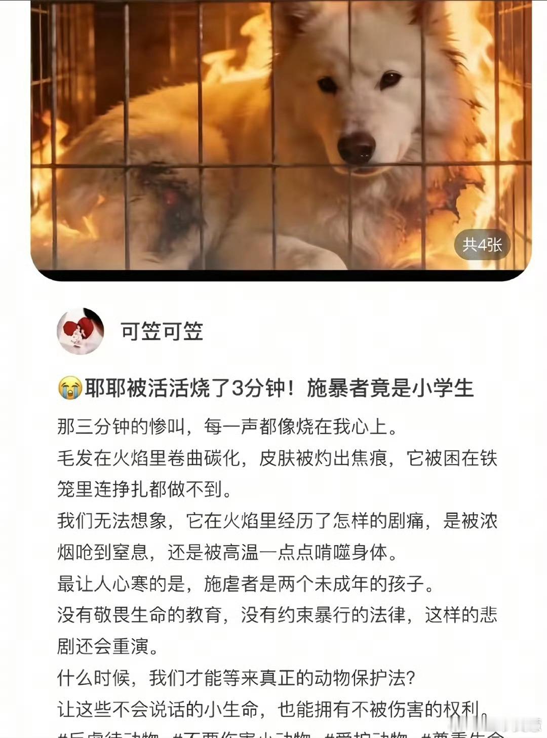 两男孩玩火烧死萨摩耶狗主人发声看了完整的视频，给我气的那可是一条活生生的生命啊