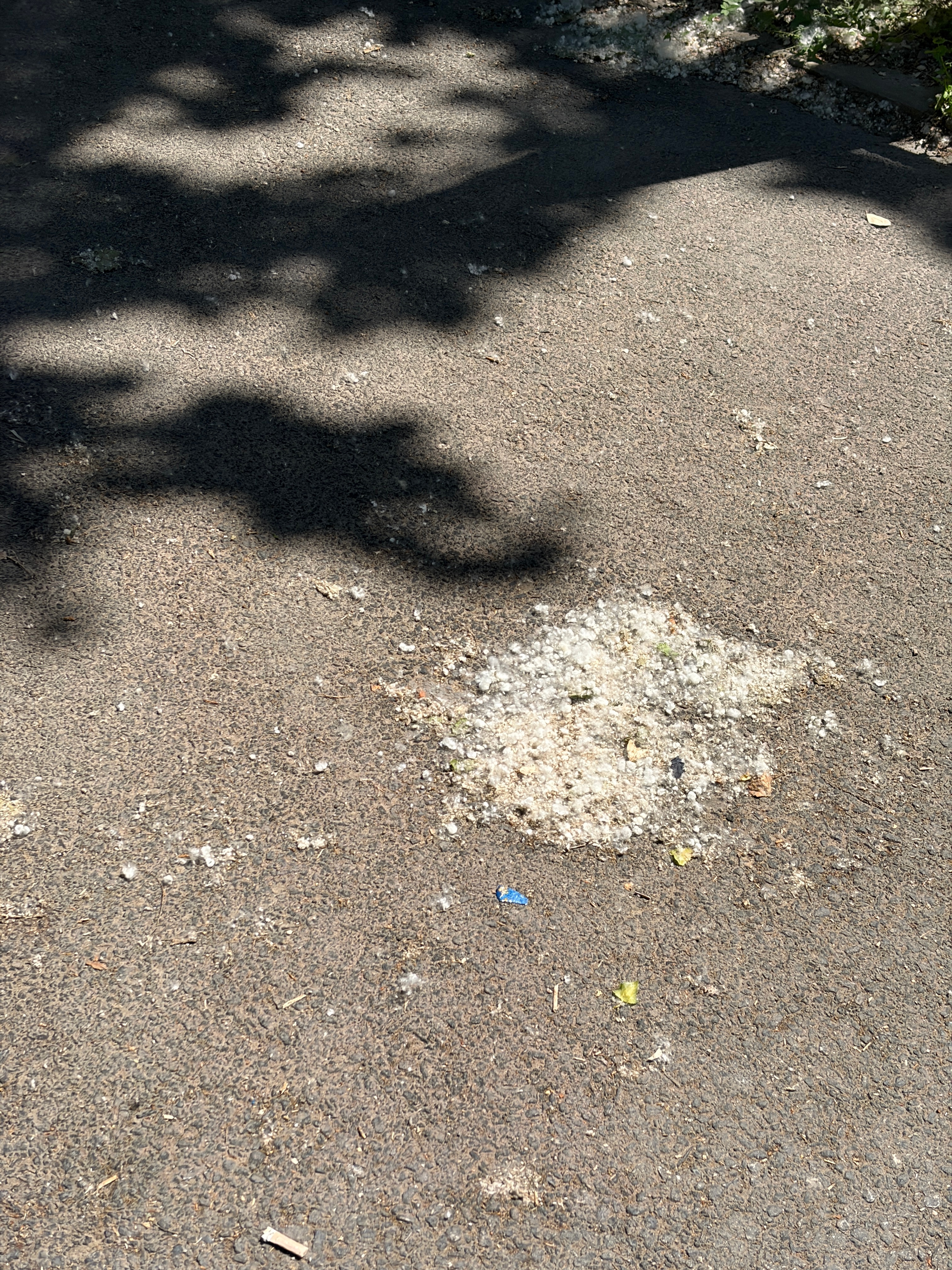 北京树毛毛持续时间很长现在这个情况，在外面录解说很困难你会不断的打喷嚏不断的咳嗽