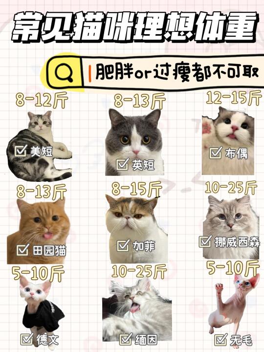 猫咪小课堂开课啦 肥胖超重等同害猫⚠️