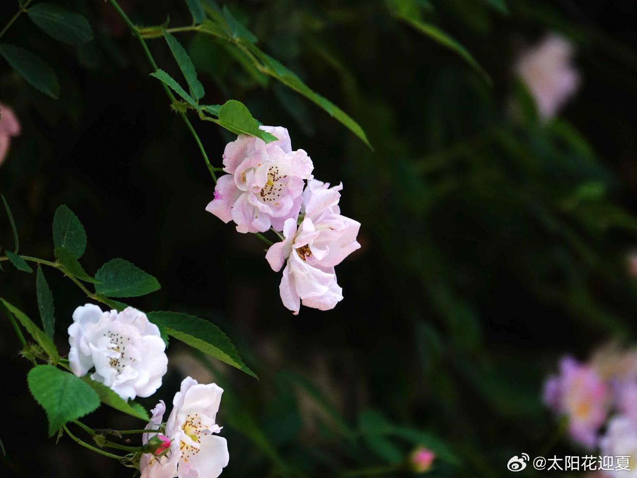 一树蔷薇花，万种风情～ 